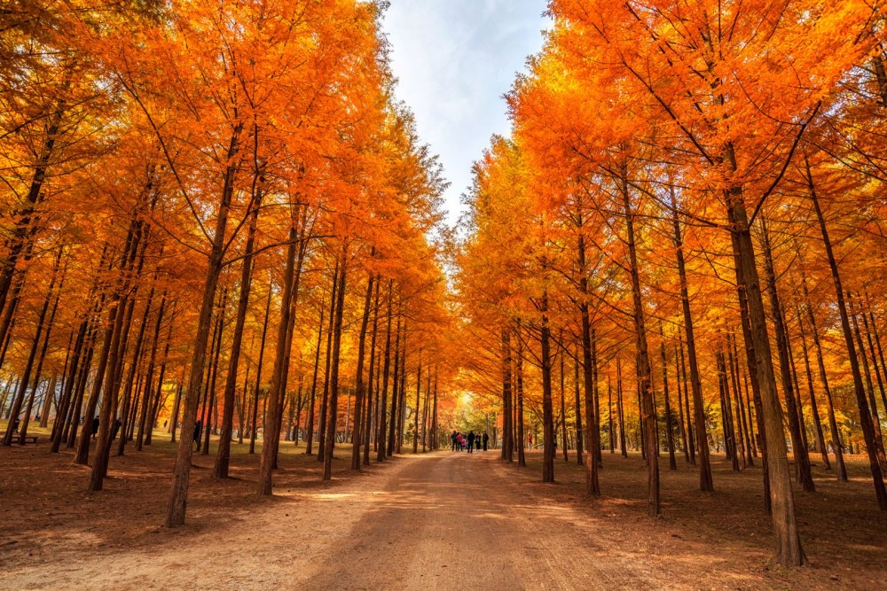 KOREA 6D AUTUMN SERIES 6D3N