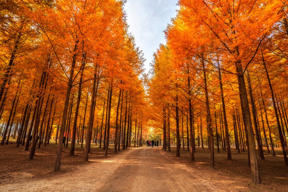 KOREA 6D AUTUMN SERIES 6D4N